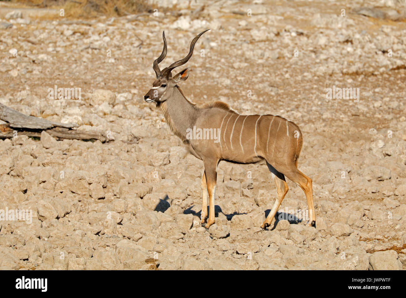 Maschio di kudu antilope (Tragelaphus strepsiceros), il Parco Nazionale di Etosha, Namibia Foto Stock