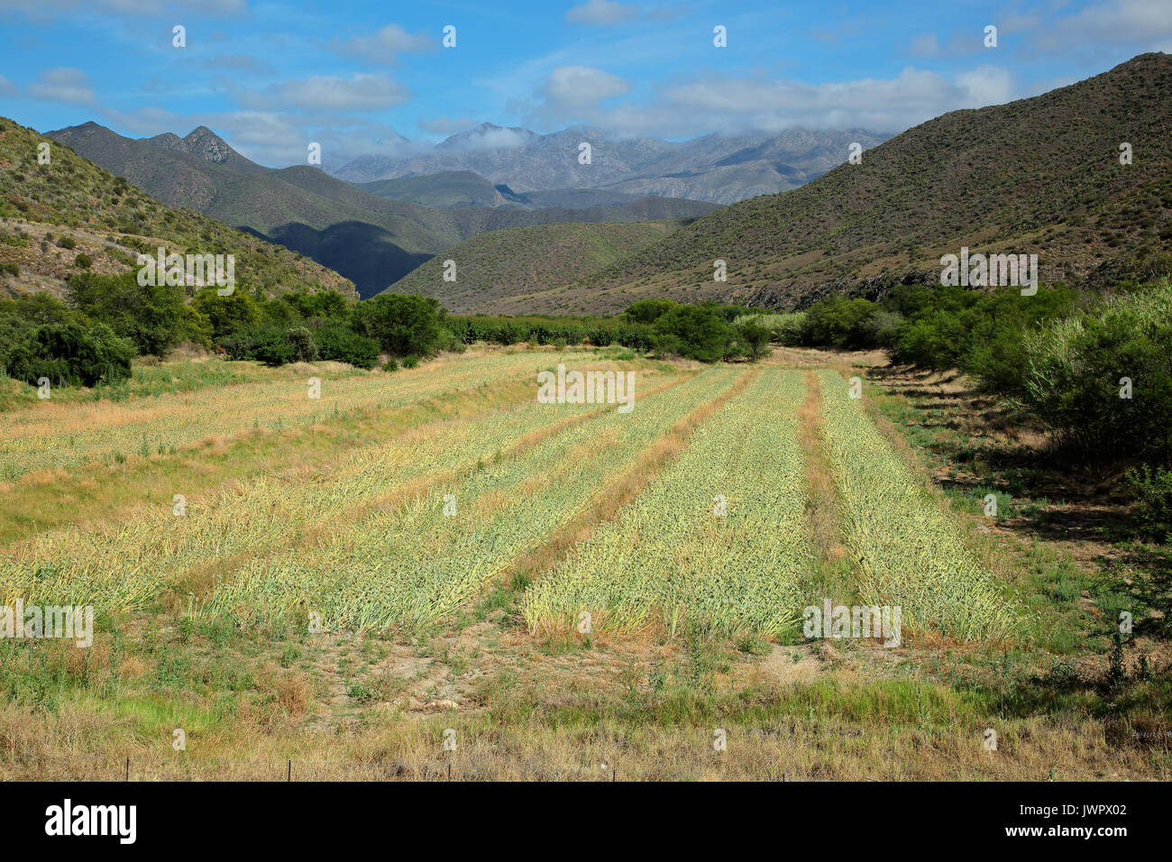 Paesaggio rurale dei terreni agricoli contro uno sfondo di montagne, Western Cape, Sud Africa Foto Stock
