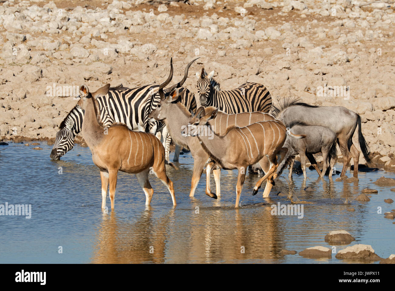 Kudu antilopi, zebre e GNU blu a Waterhole, il Parco Nazionale di Etosha, Namibia Foto Stock