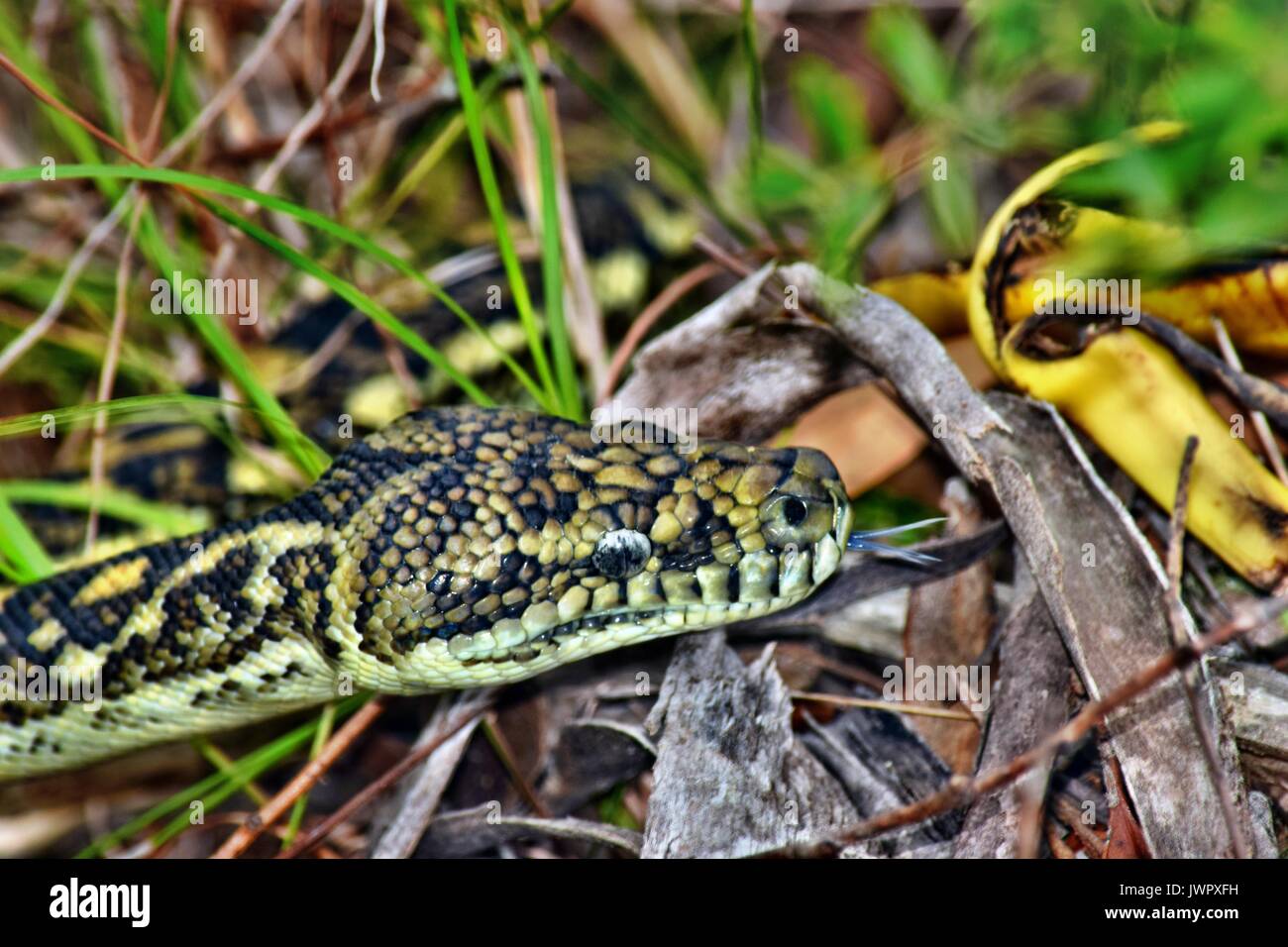 Australian serpente tappeto costiere python ( Morelia spilota mcdowelli) nella Sunshine Coast, Queensland, Australia Foto Stock