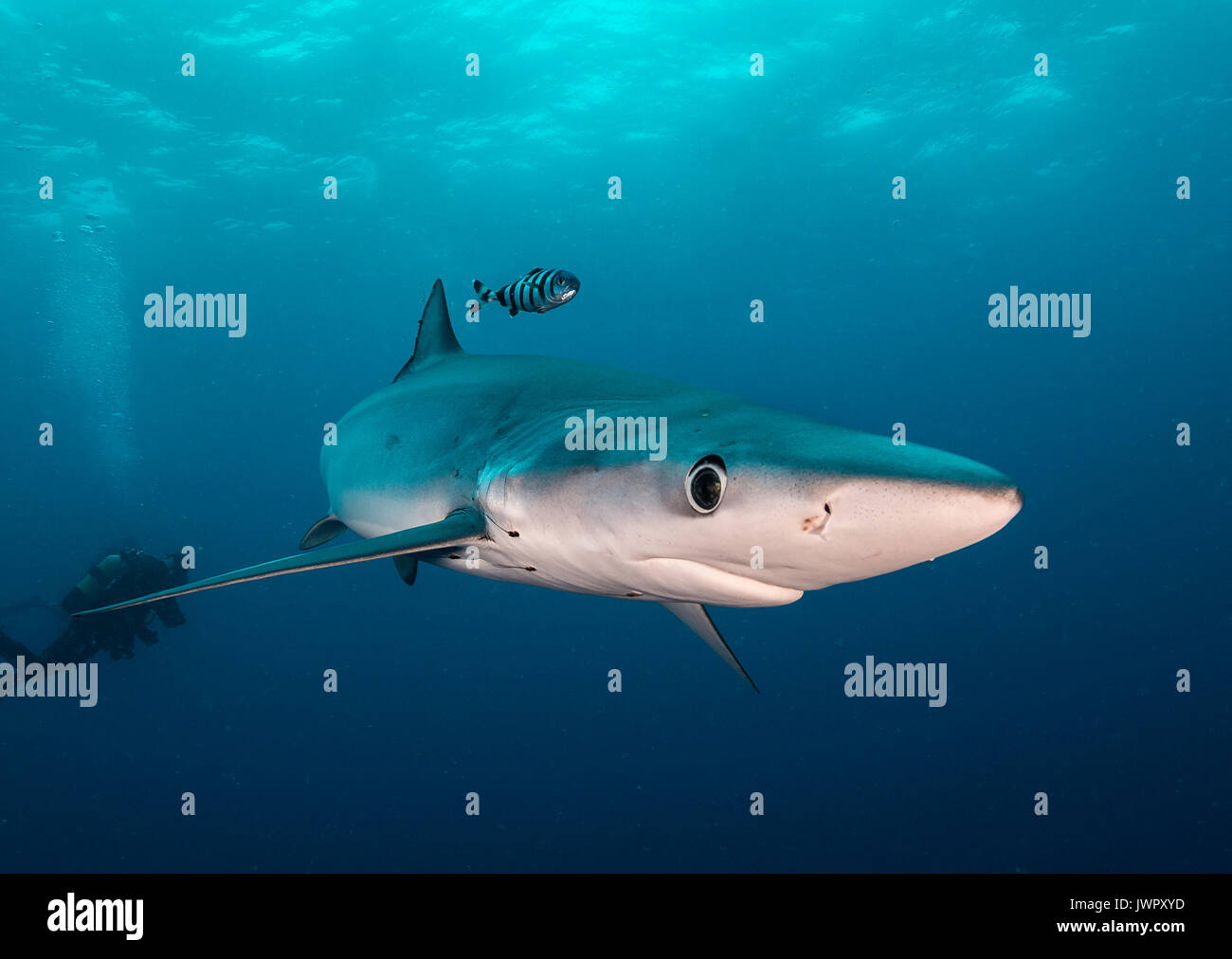 Vista subacquea di squalo blu e pesce pilota, immagine è stata scattata a una cinquantina di chilometri passato offshore Western Cape, Sud Africa. Foto Stock