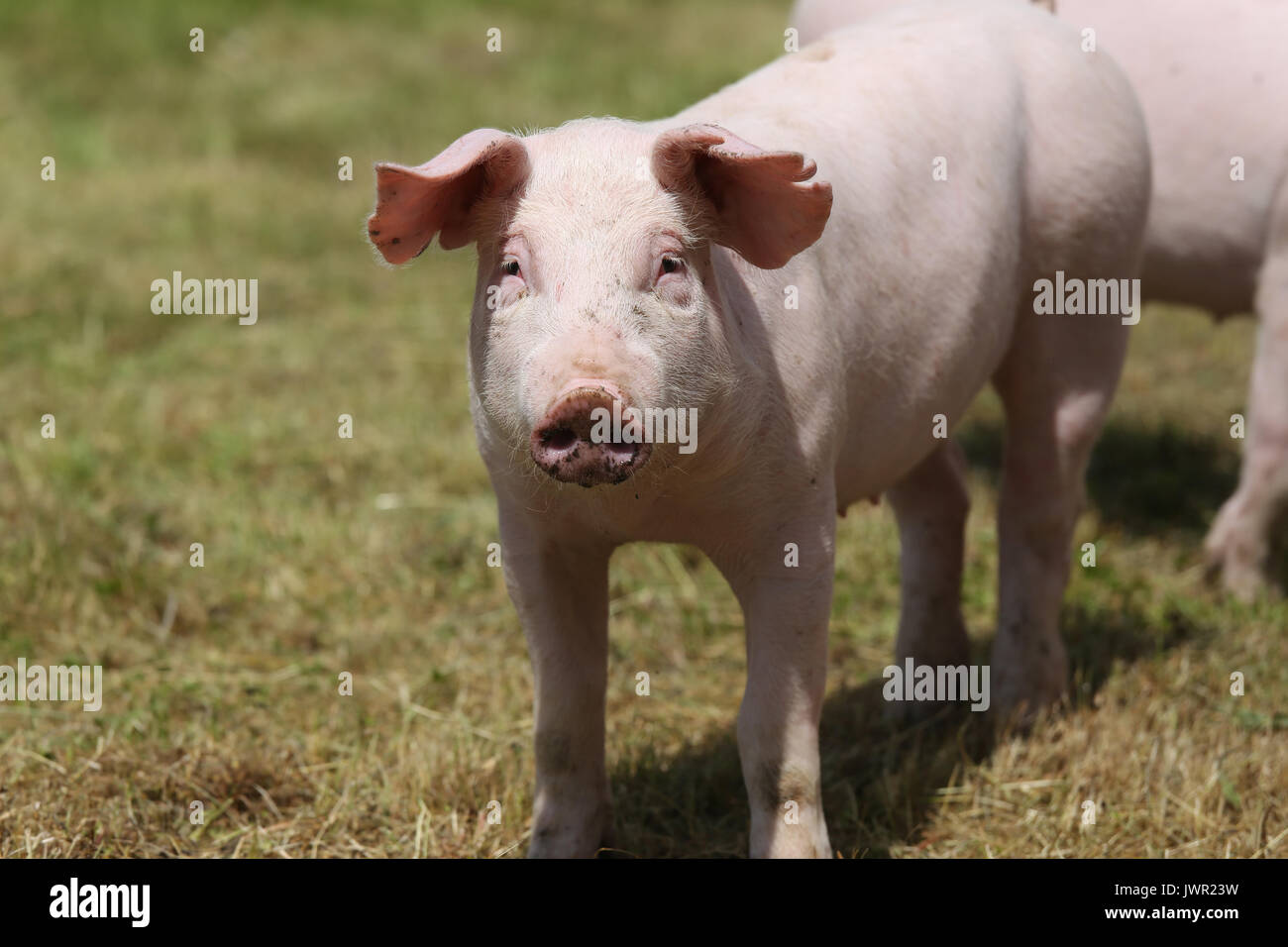 Primo piano di un grazioso di maiale giovane sulla fattoria degli animali per esterno Foto Stock