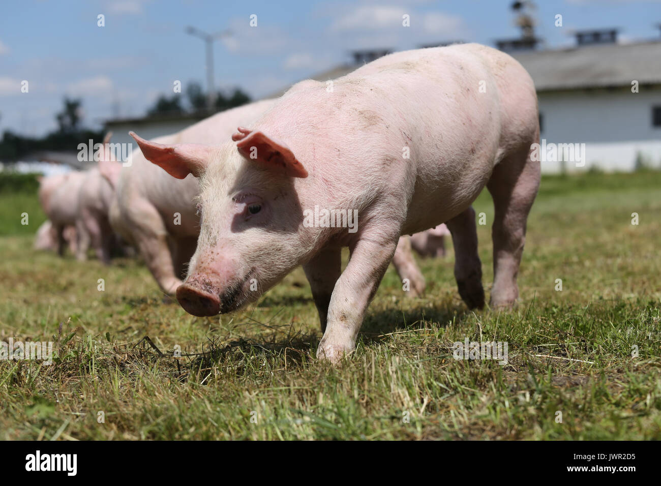 Extreme closeup foto di un simpatico maialino su fattoria estate Foto Stock
