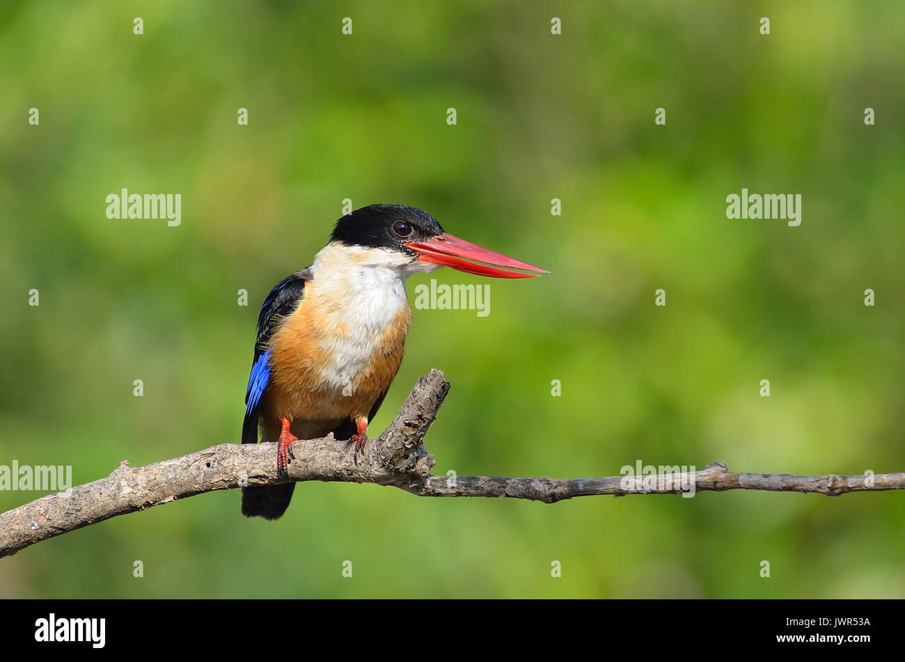 Bird (nero-capped Kingfisher Halcyon pileata) viola-blu ali e retro nero della testa e spalle bianco collare al collo e alla gola e rufous underparts Foto Stock