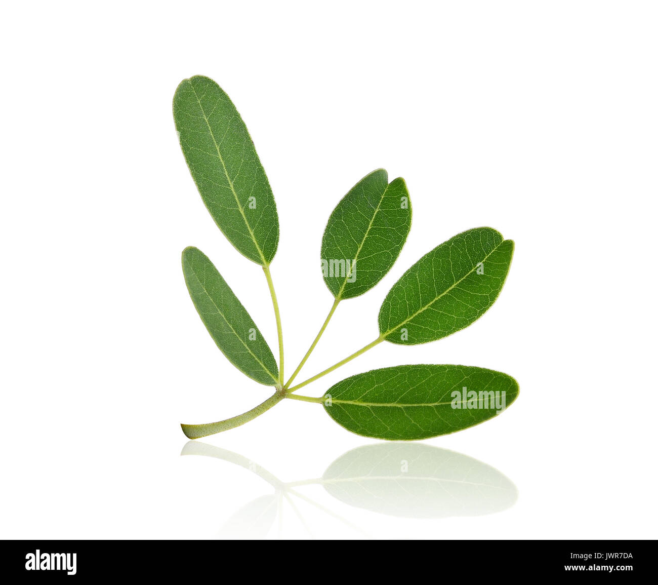 Foglia verde (Tabebuia aurea) albero tropicale isolata su sfondo bianco con ombra Foto Stock