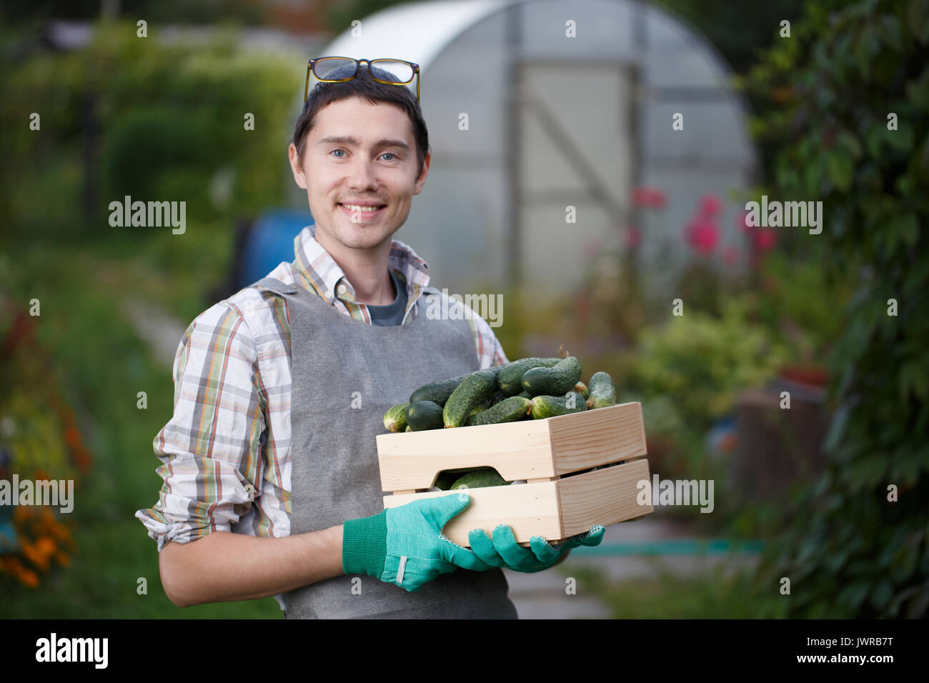 Brunet con scatola di cetrioli Foto Stock