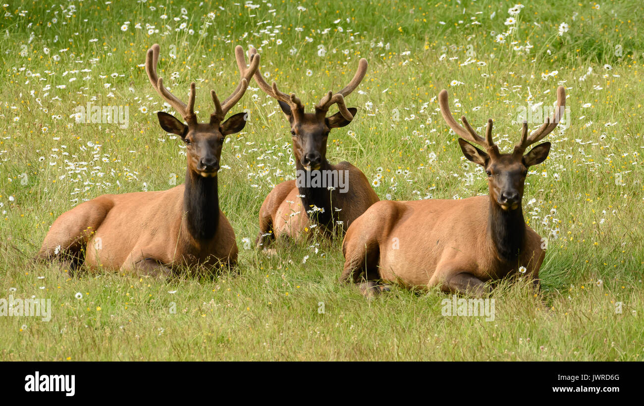Elk sdraiati sull'erba Foto Stock