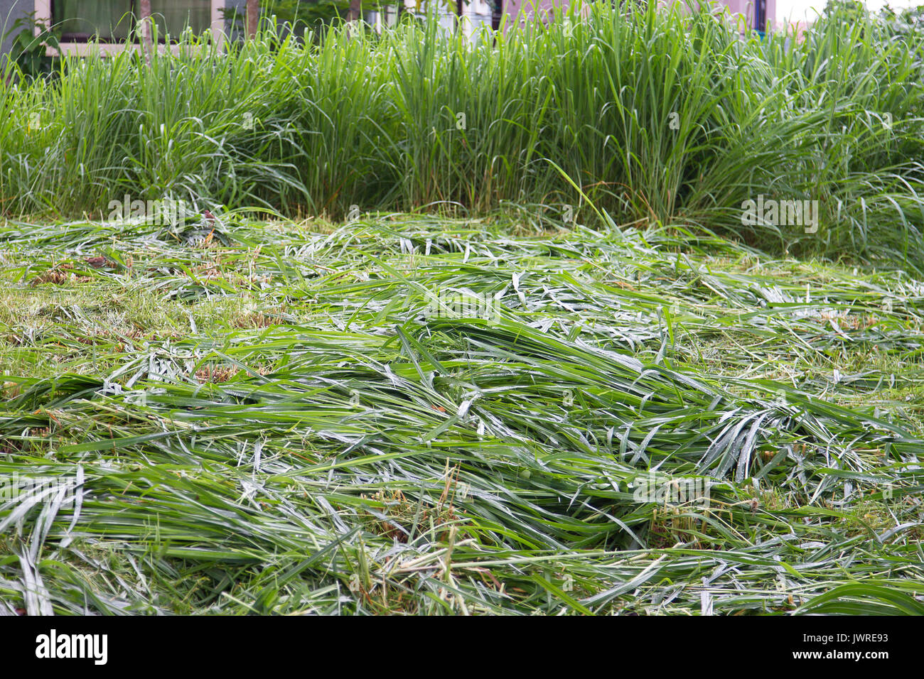 Il taglio di erba durante la stagione delle piogge - concetto per il taglio di erba. Foto Stock