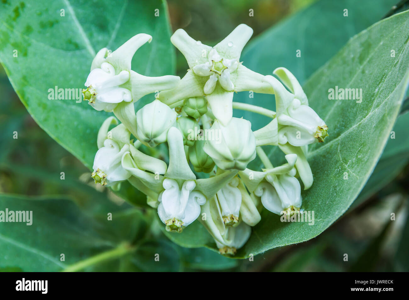 Calotropis colorato fiore bianco (corona fiore) in un parco Foto Stock