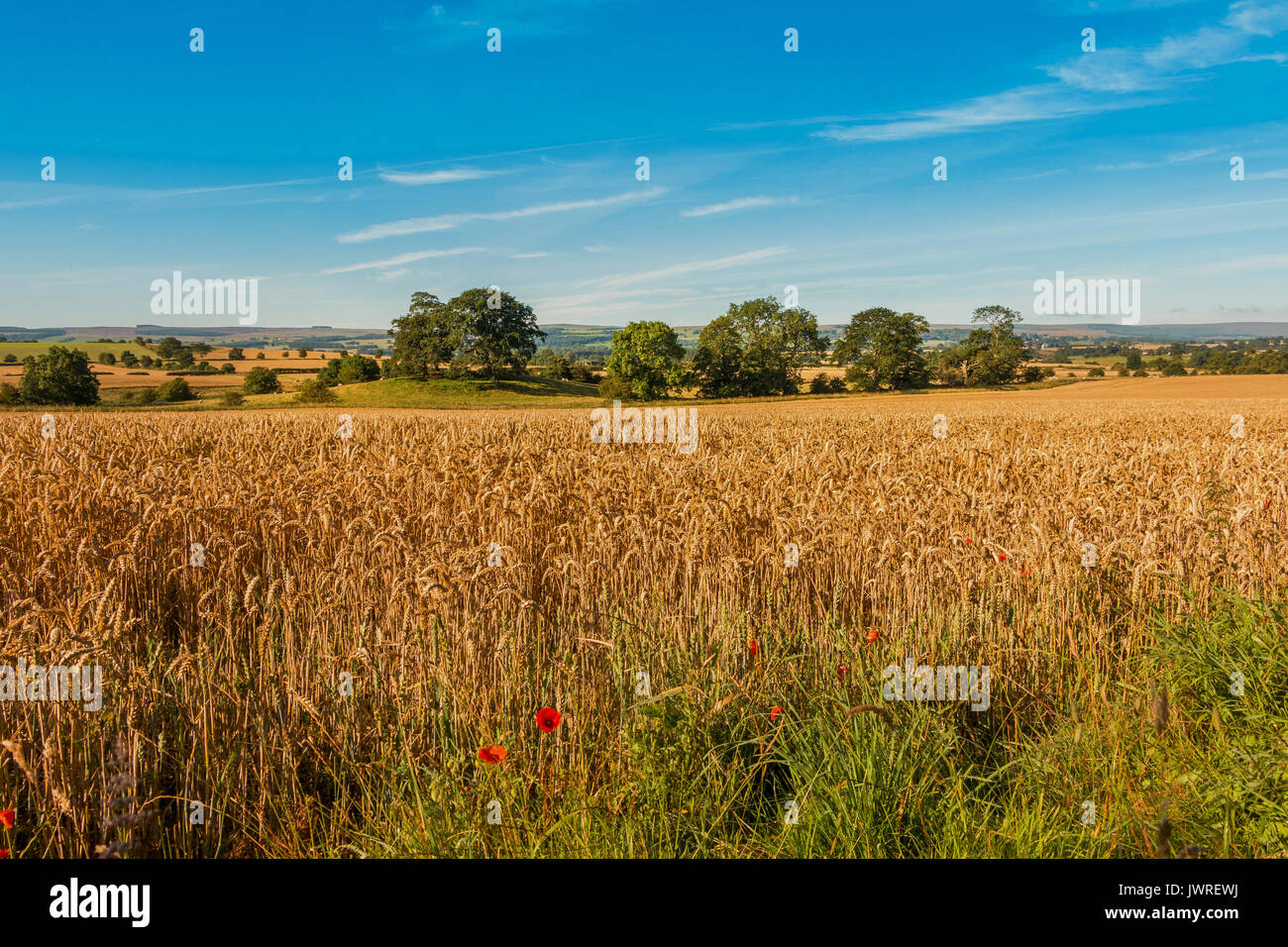 Agricoltura del Regno Unito - la mattina presto luce su un campo di grano pronto per la mietitura Agosto 2017 con spazio di copia Foto Stock