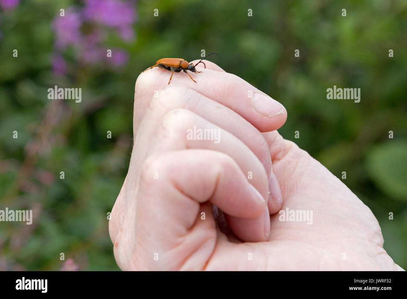 Red longhorn beetle (Stictoleptura rubra) su una donna di lato Foto Stock