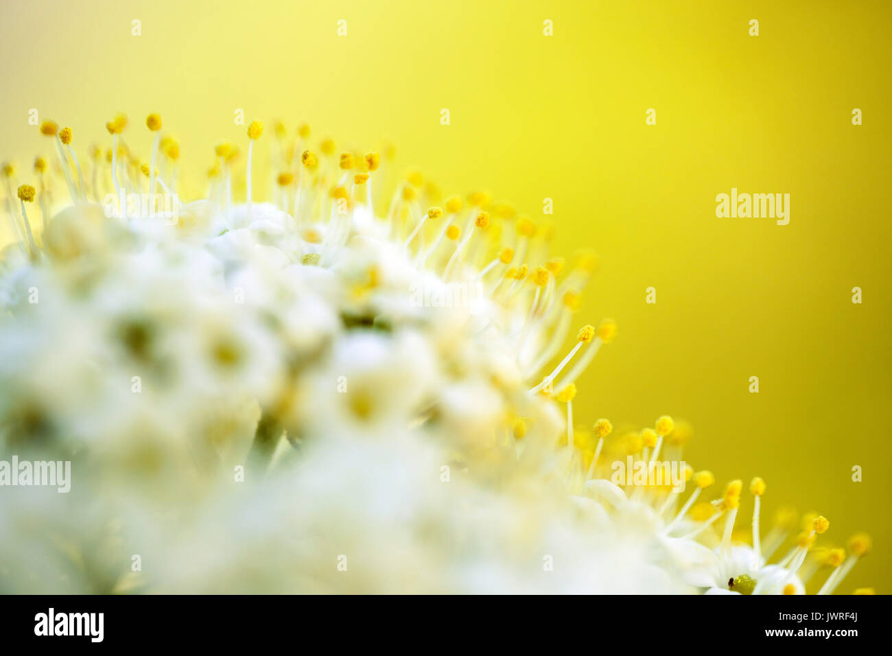 Close up di piccoli fiori bianchi su albero di fioritura in primavera in una giornata di sole Foto Stock