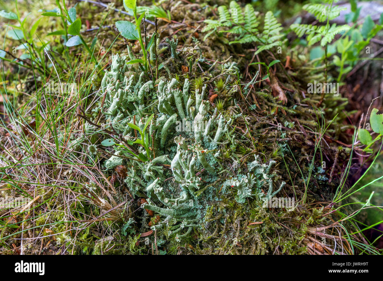 Cresta rossa lichen noto anche come il soldato britannico lichen, Cladonia Cristatella. Foto Stock