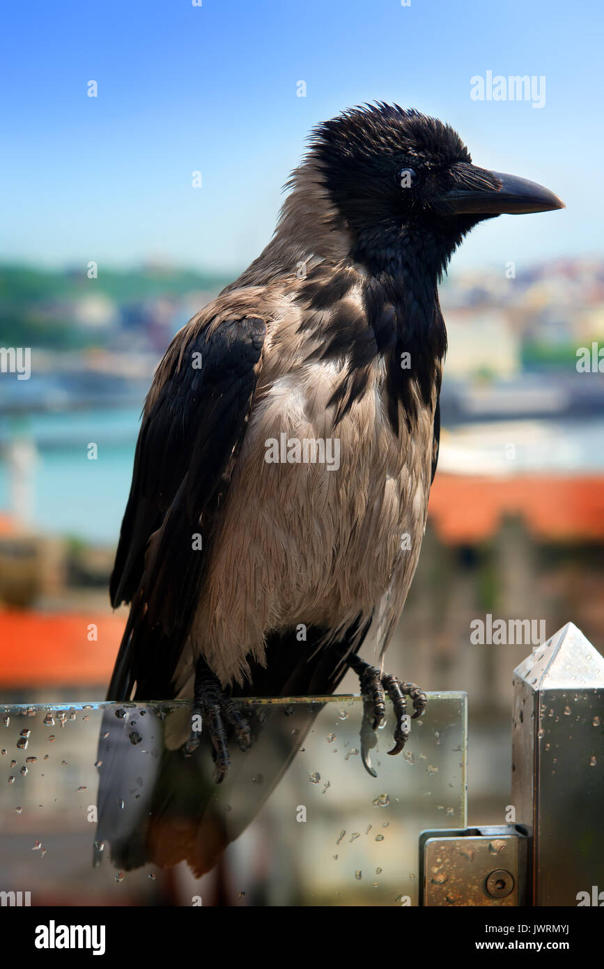 Cornacchia grigia, umido dopo la pioggia, seduto su un vetro guardrail in Istanbul Foto Stock