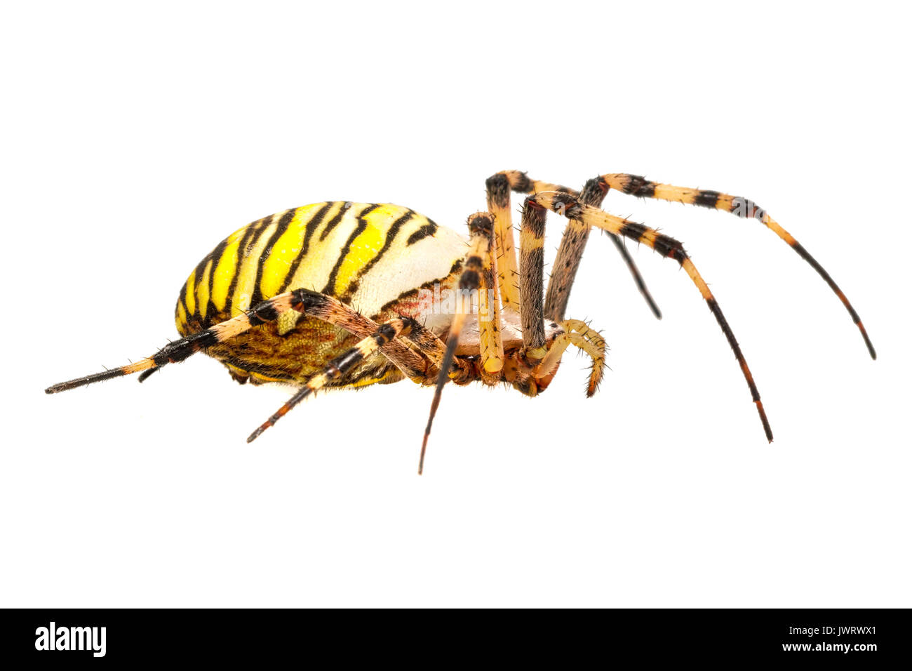 Wasp spider (Argiope bruennichi) isolato su sfondo bianco Foto Stock