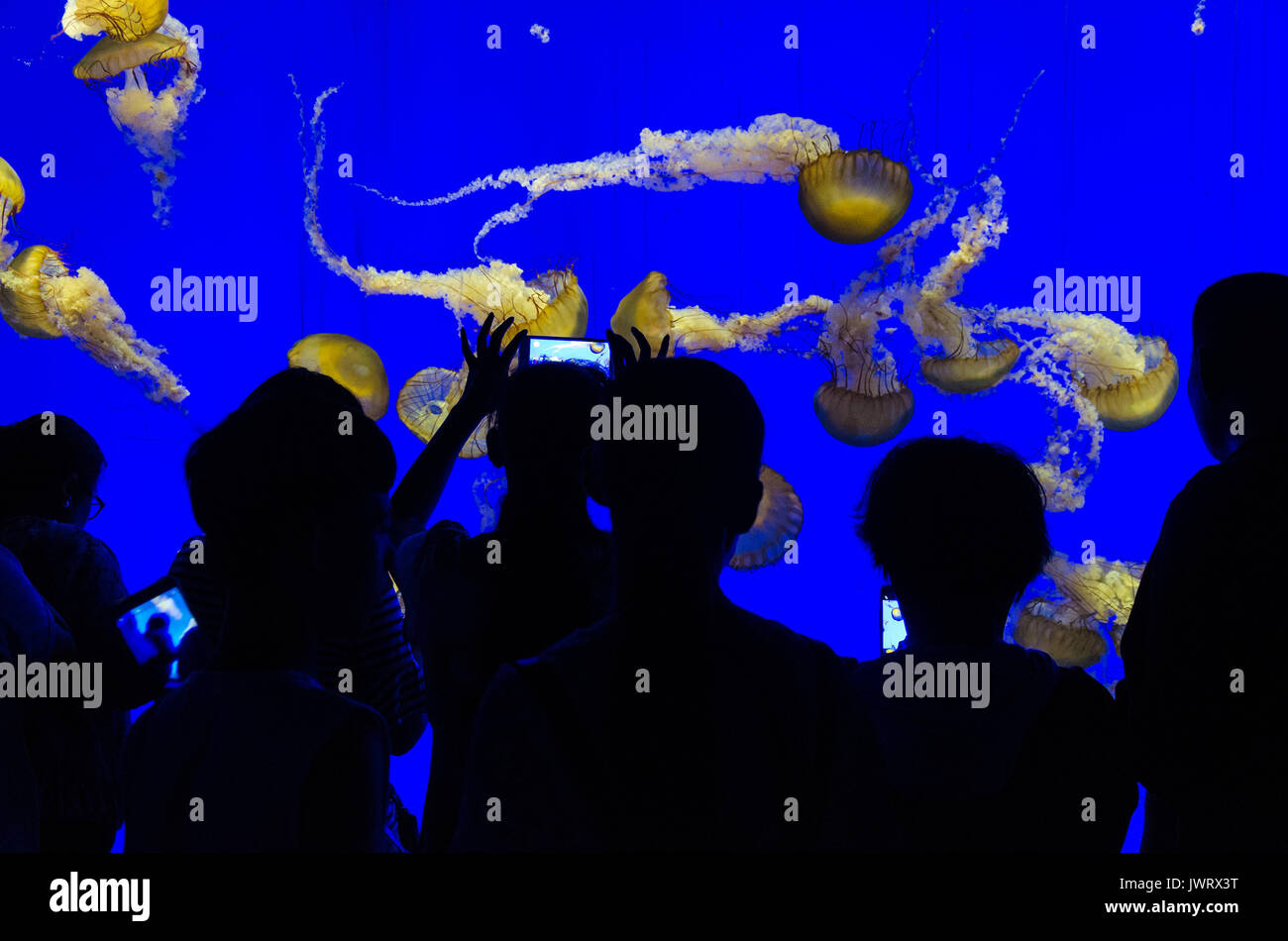 Sagome di persone che guardano un serbatoio di medusa di Shanghai Aquarian in Cina. Il serbatoio è retro illuminato con luce blu. Foto Stock