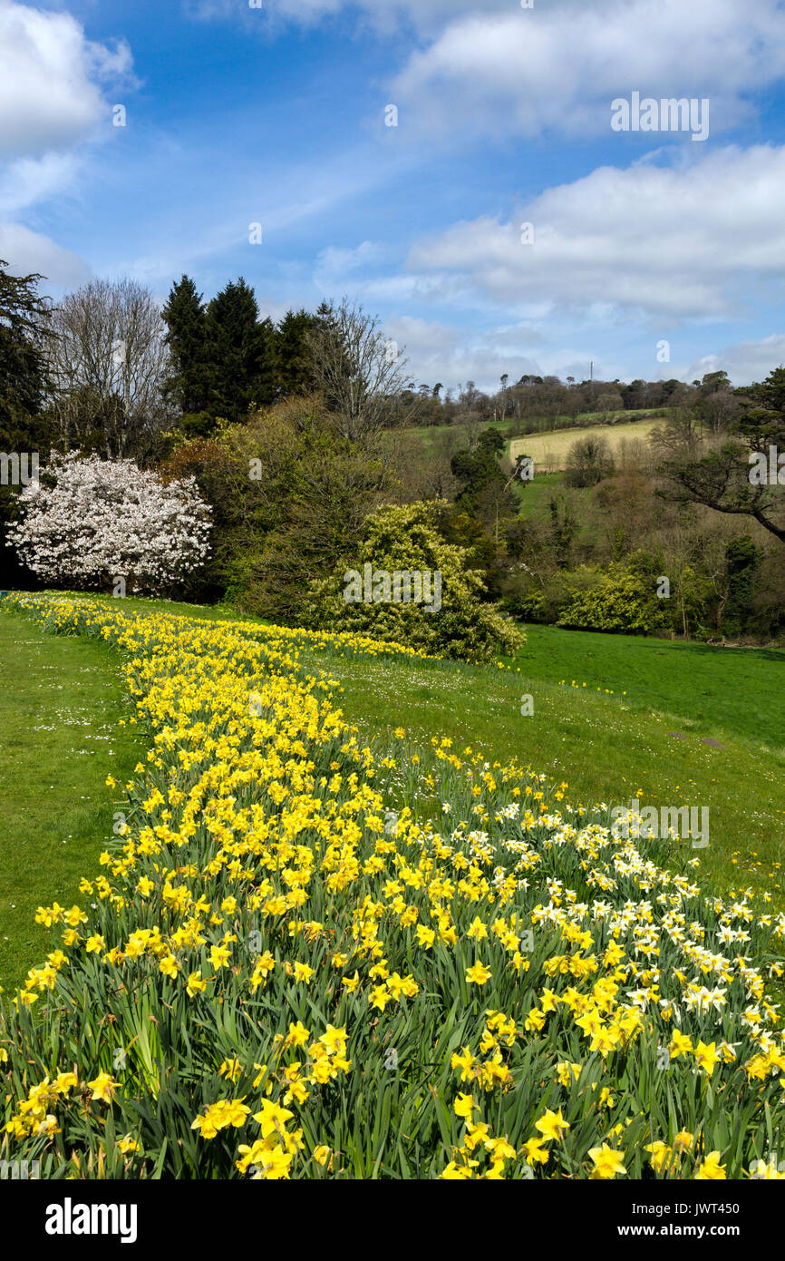 Molla di fioritura di narcisi e fiorisce in Minterne Gardens Dorset, England, Regno Unito Foto Stock