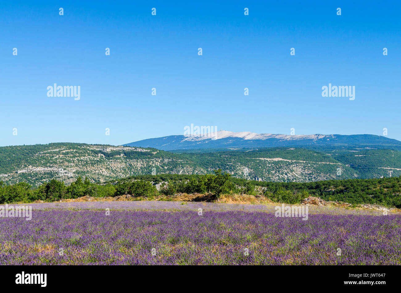 LAGARDE D'APT, CHAMPS DE LAVANDE, VAUCLUSE 84 FRANCIA Foto Stock