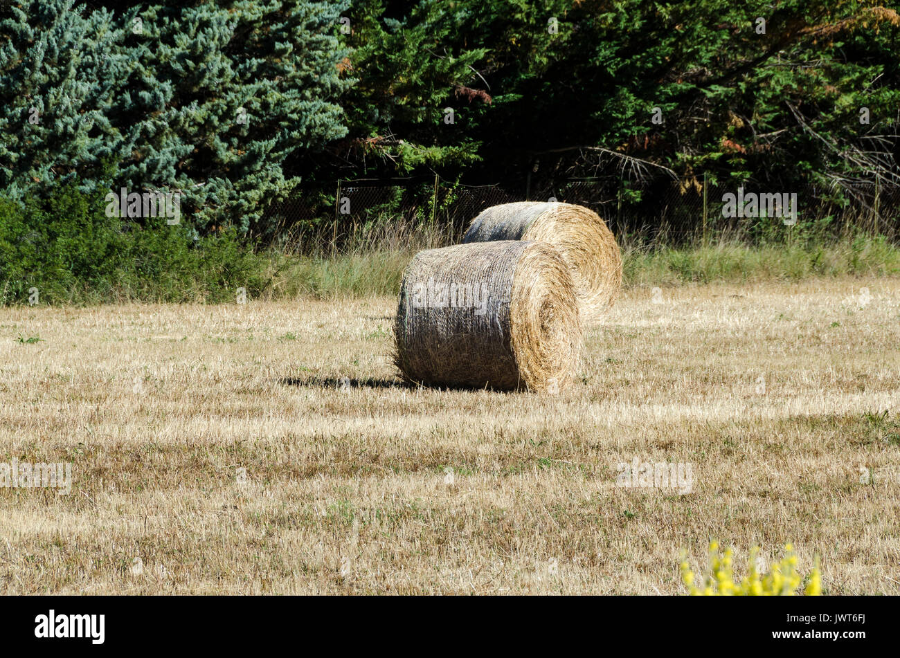 SAULT, BALLOTS DE FOIN, VAUCLUSE 84 FRANCIA Foto Stock