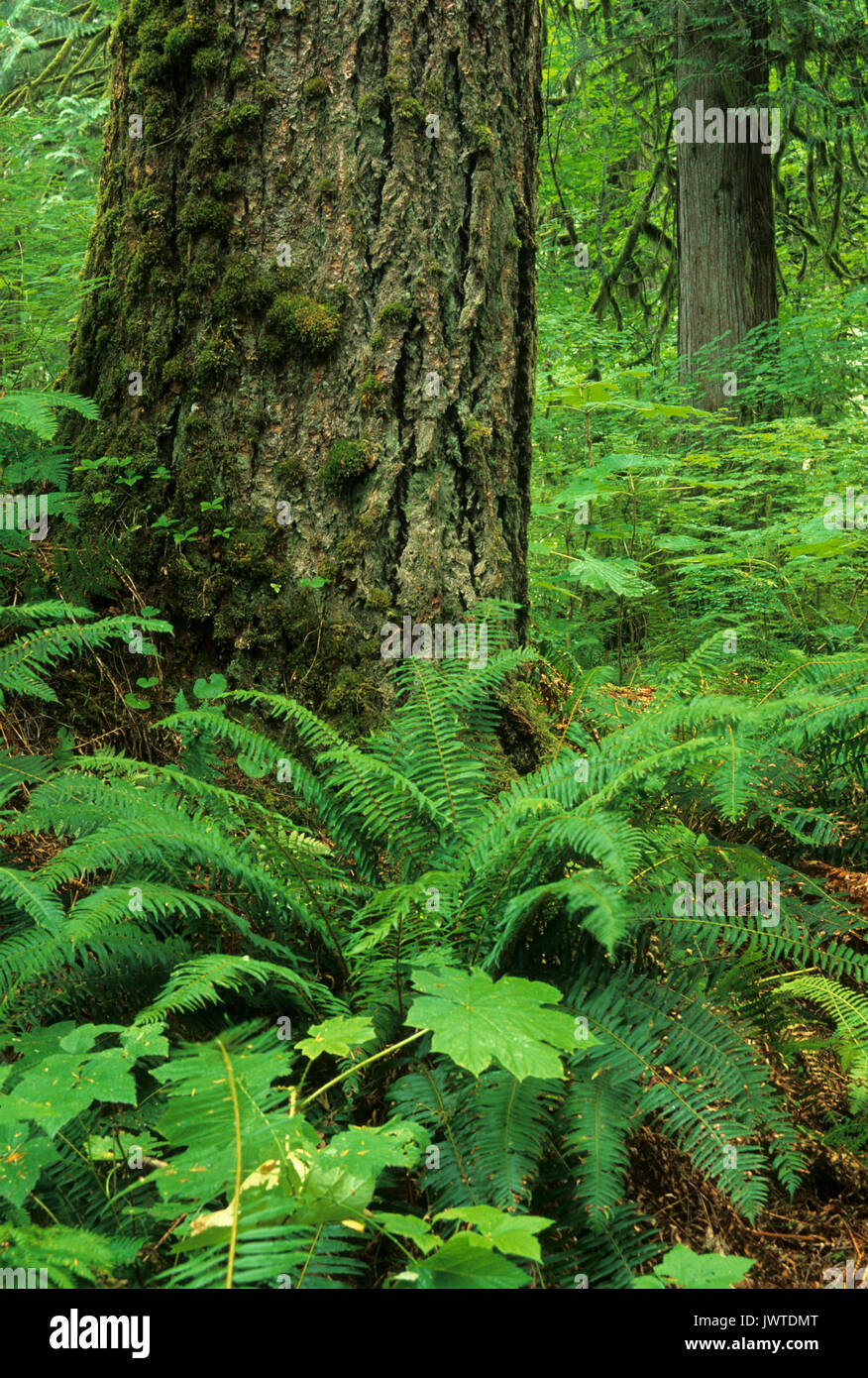 Antica foresta, North Fork Sauk Wild & Scenic River, Mt Baker-Snoqualmie Foresta Nazionale, Washington Foto Stock