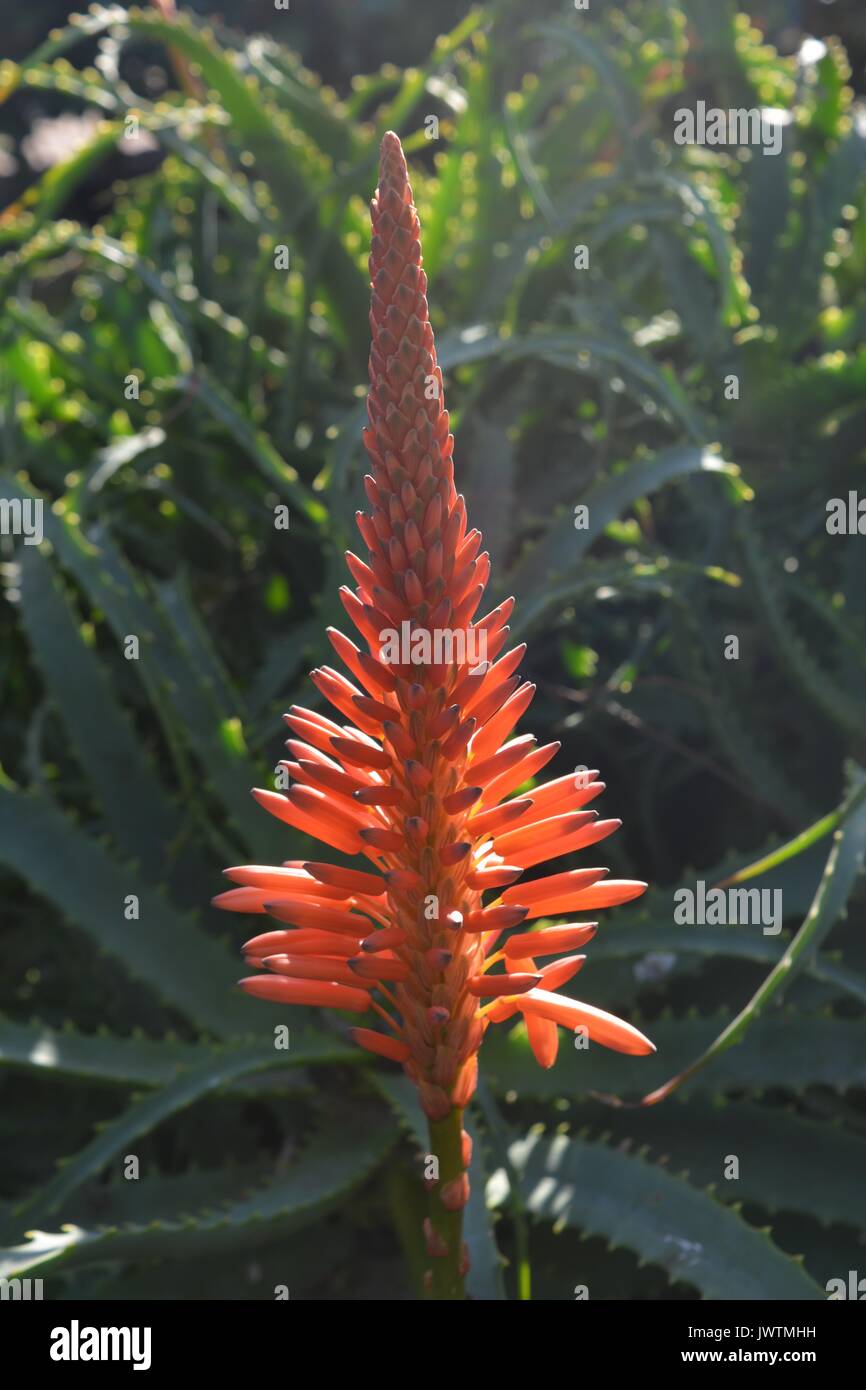 Red Hot poker, aloe vera piante succulente Foto Stock