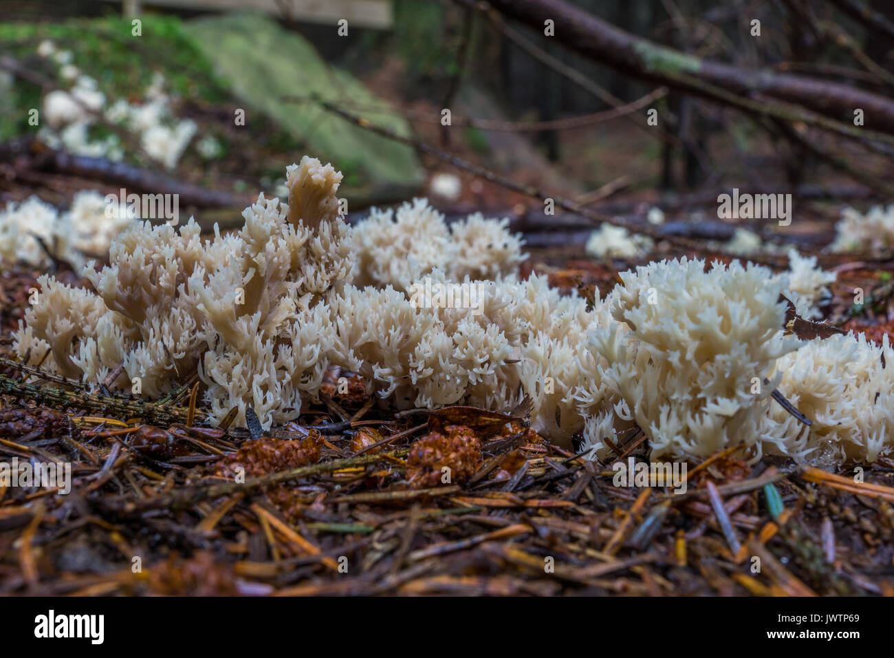 Corallo bianco fungo si raggruppano in aghi. Foto Stock