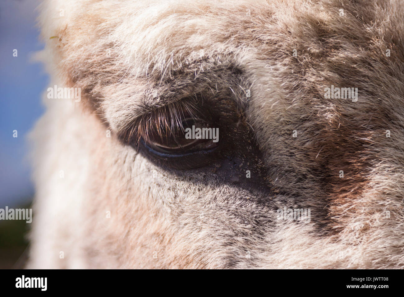 Close up dell'occhio di un asino a Sidmouth Donkey Sanctuary Foto Stock