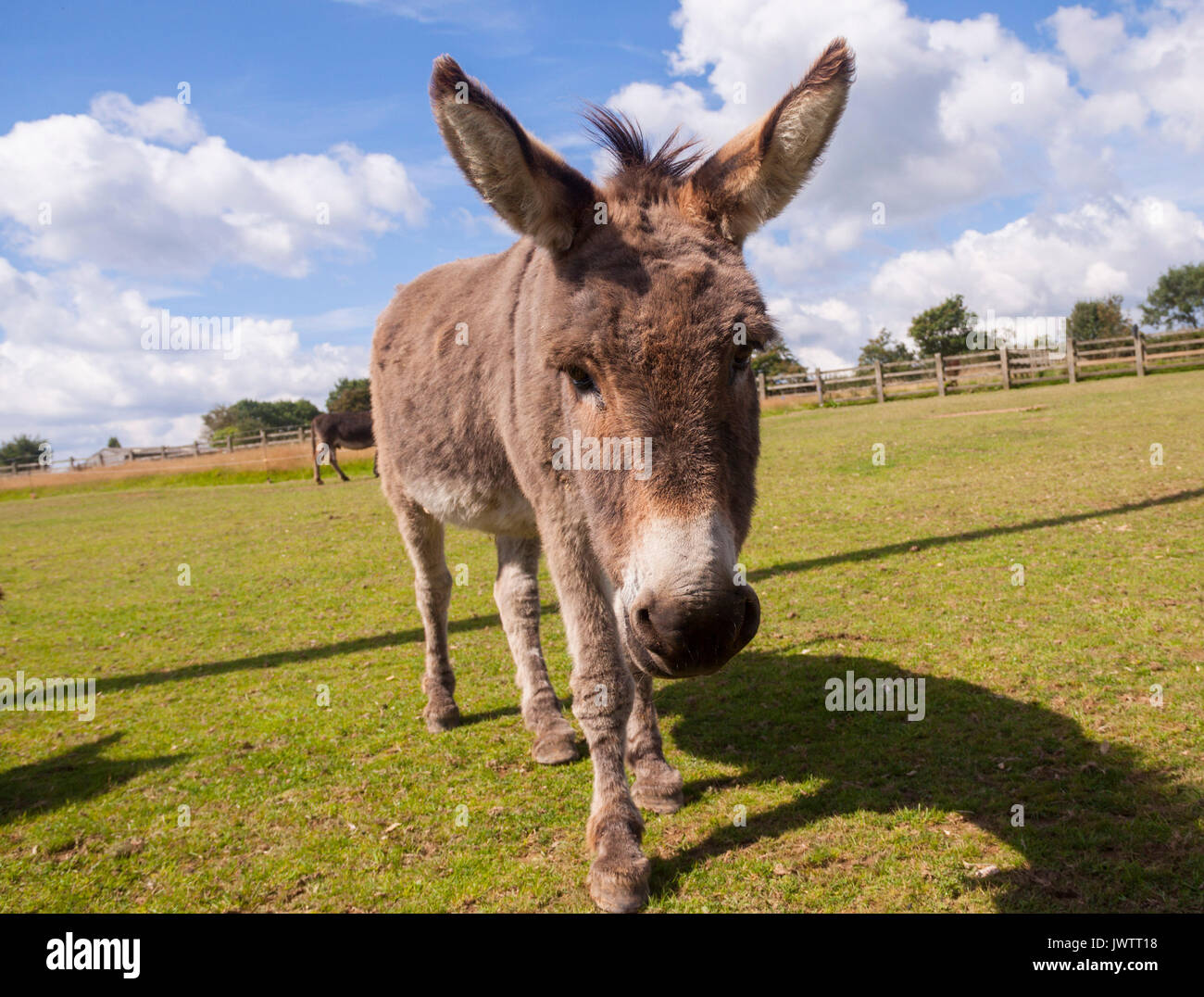 Asino vicino fino a Sidmouth Donkey Sanctuary Foto Stock