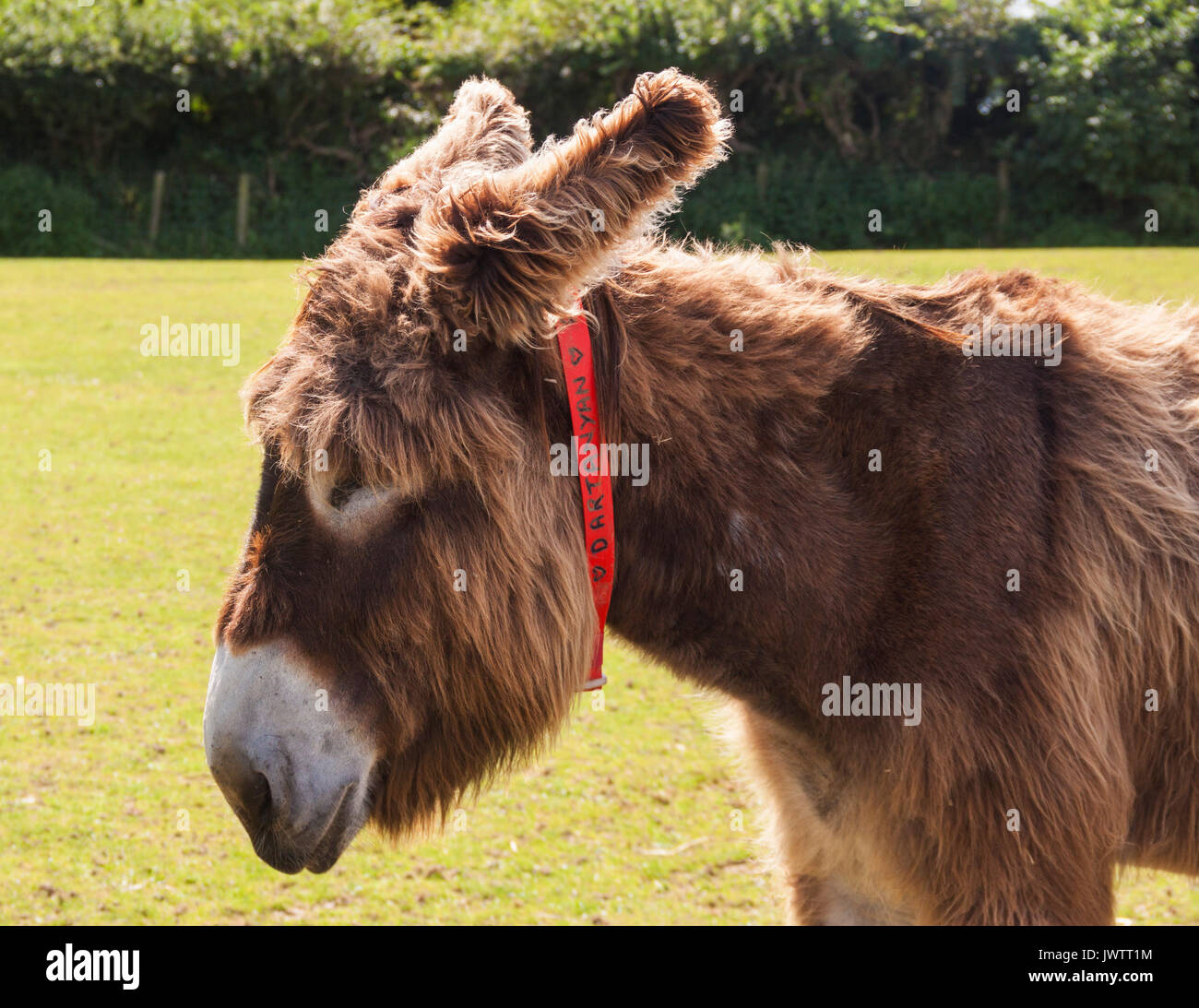 Dartanyan, capelli lunghi asino a Sidmouth Donkey Sanctuary Foto Stock