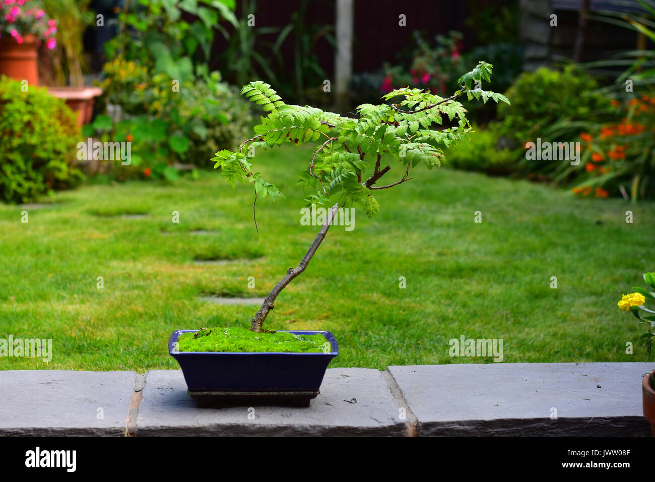 Bonsai Rowan tree in un vaso blu Foto Stock