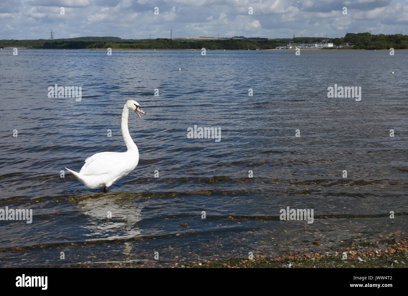 Cigni sul litorale di chasewater country park in una calda giornata d'estate. staffordshire, Regno Unito Foto Stock