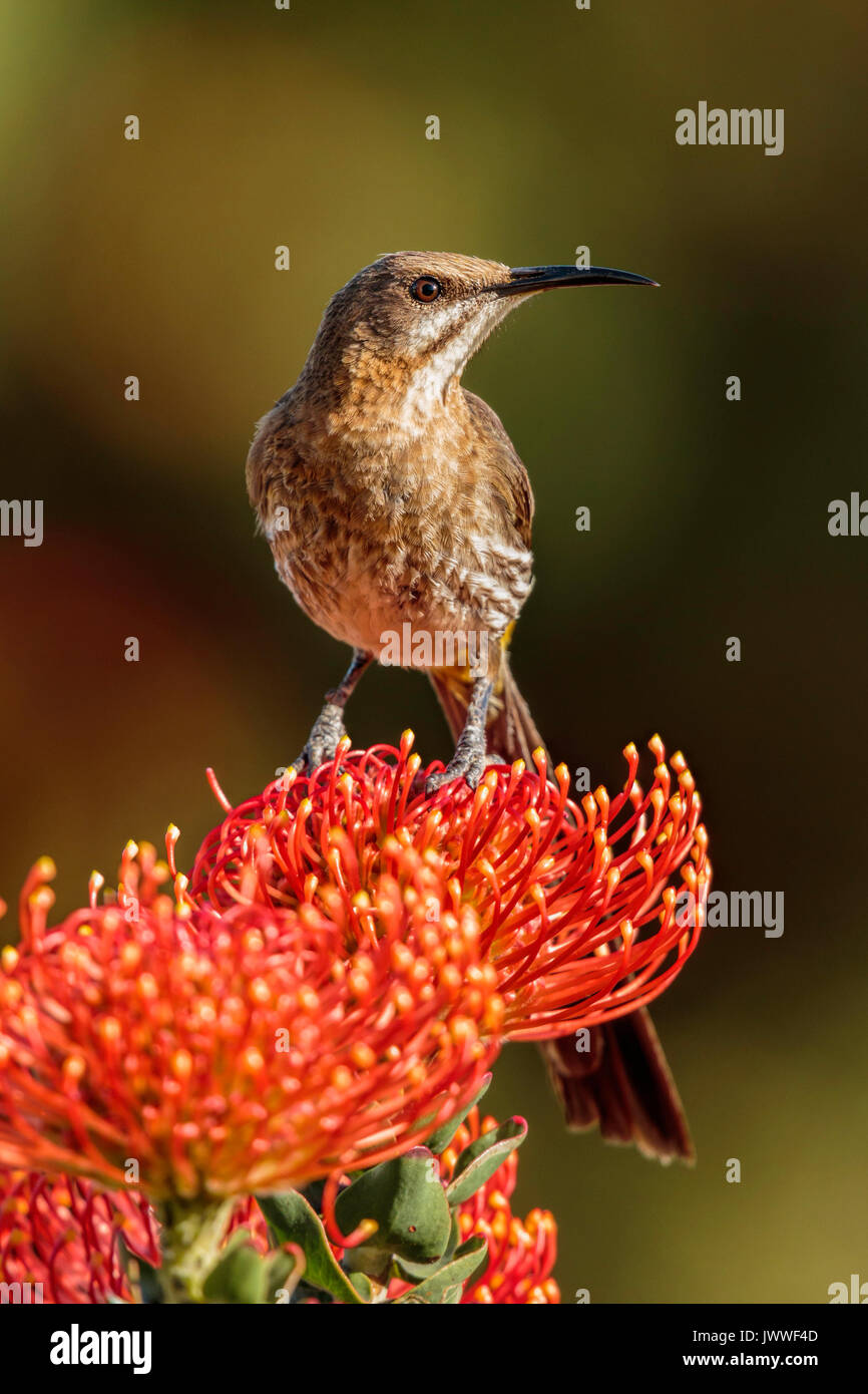 Cape Sugarbird (Promerops cafer) maschio appollaiato su un Puntaspilli Sugerbush Laucospermum, Hermanus, Western Cape, Sud Africa Foto Stock