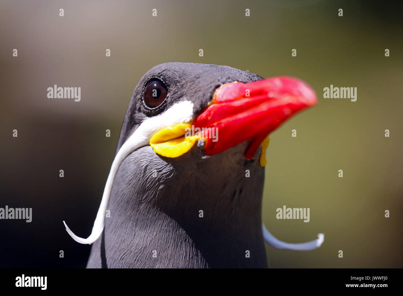 Testa di un maschio colorato inca tern uccello con un becco rosso Foto Stock