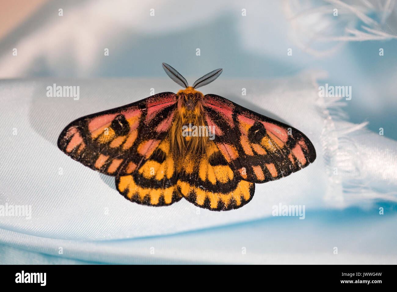 Un elegante giorno tarma Hemileuca eglanterina, a riposo Foto Stock