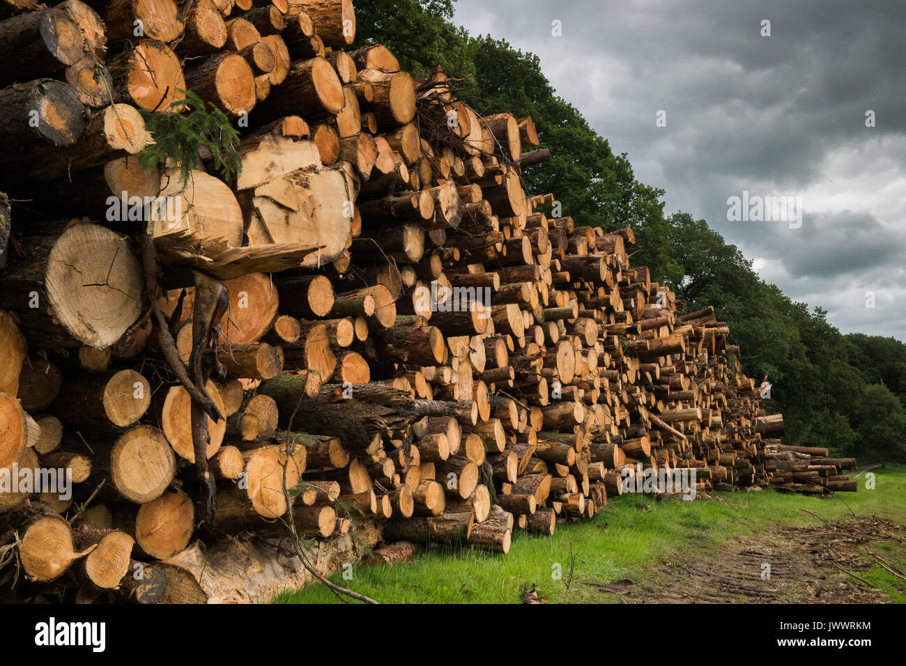 Impilati tagliati log. Foto Stock