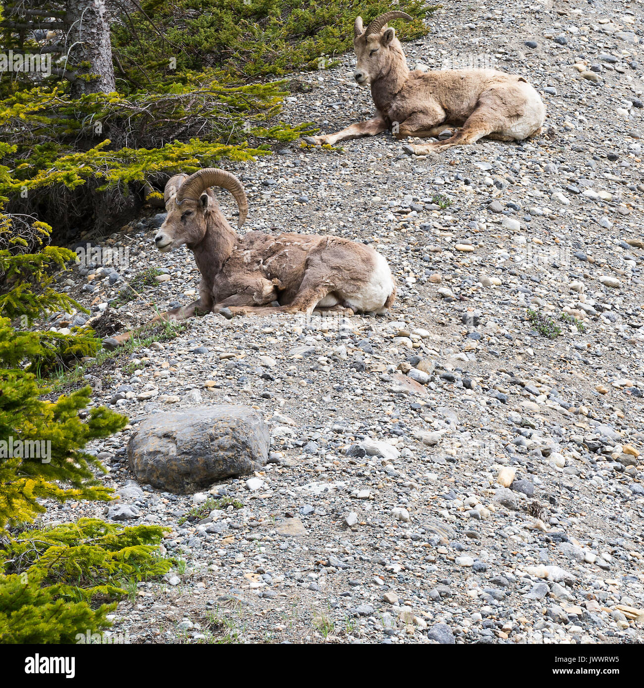 Bighorn su Ghiaioni rocciosi in prossimità del Fiume Saskatchewan attraversando il Parco Nazionale di Banff Alberta Canada Foto Stock