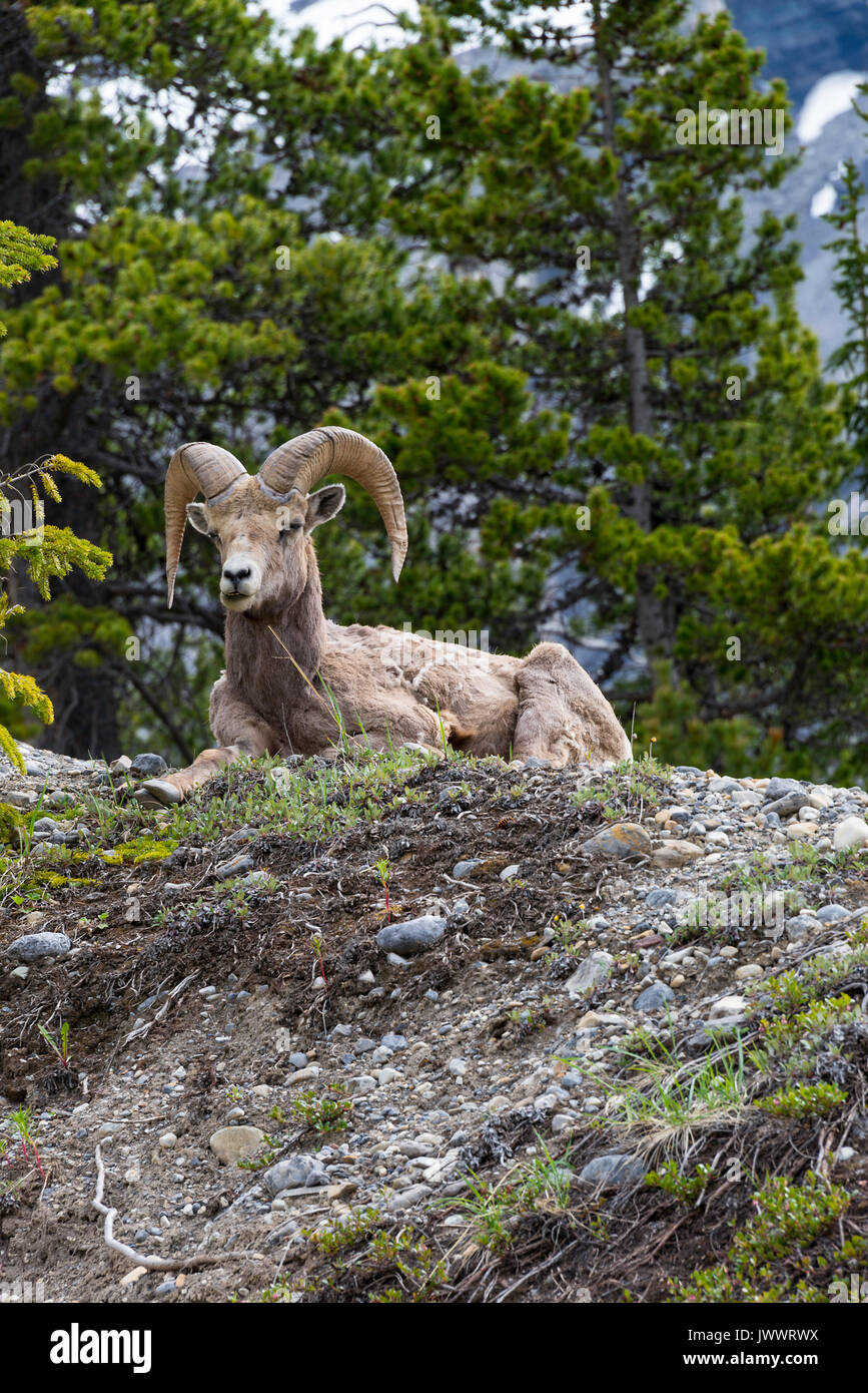 Bighorn su Ghiaioni rocciosi in prossimità del Fiume Saskatchewan attraversando il Parco Nazionale di Banff Alberta Canada Foto Stock