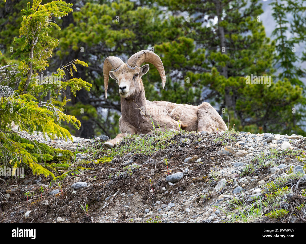 Bighorn su Ghiaioni rocciosi in prossimità del Fiume Saskatchewan attraversando il Parco Nazionale di Banff Alberta Canada Foto Stock