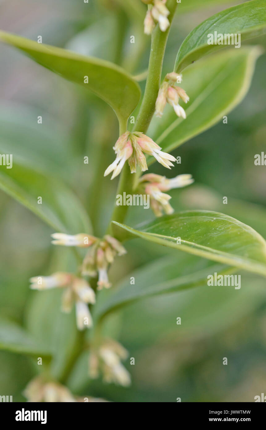 Scatola di dolci (sarcococca confusa) Foto Stock