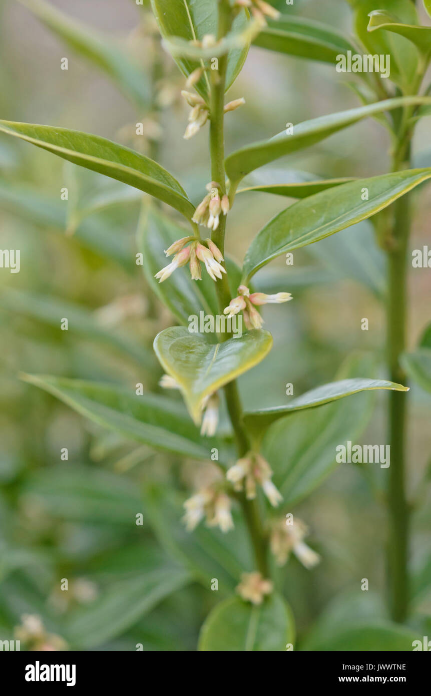 Scatola di dolci (sarcococca confusa) Foto Stock