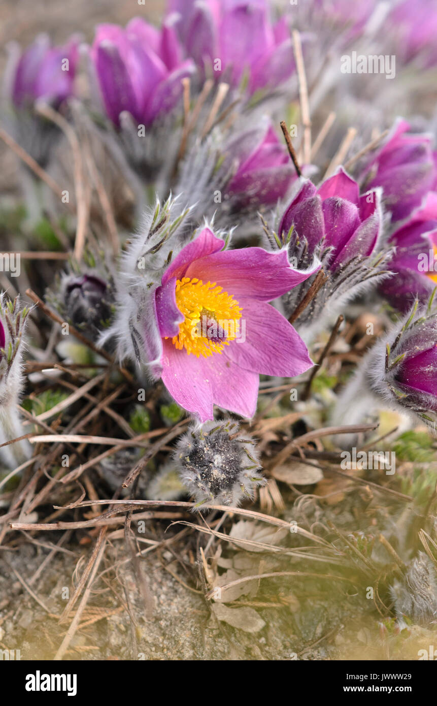 "Pasque comune fiore (pulsatilla vulgaris) Foto Stock