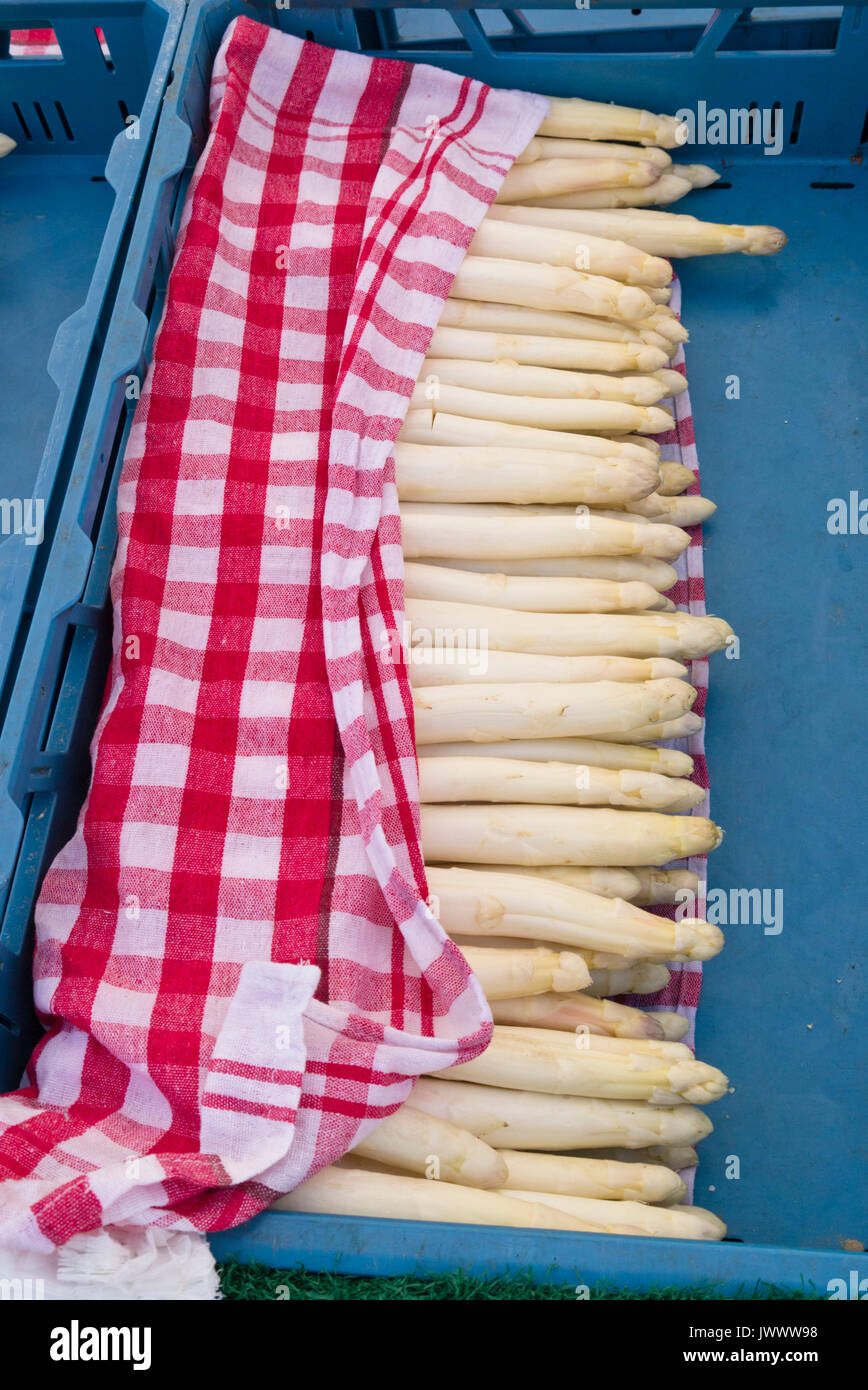 Asparagus officinalis Foto Stock