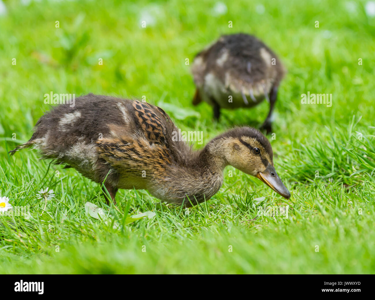 Carino anatroccolo il germano reale (Anas platyrhynchos) sull'erba in estate, nel West Sussex, in Inghilterra, Regno Unito. Giovani Mallard duck pulcino. Foto Stock