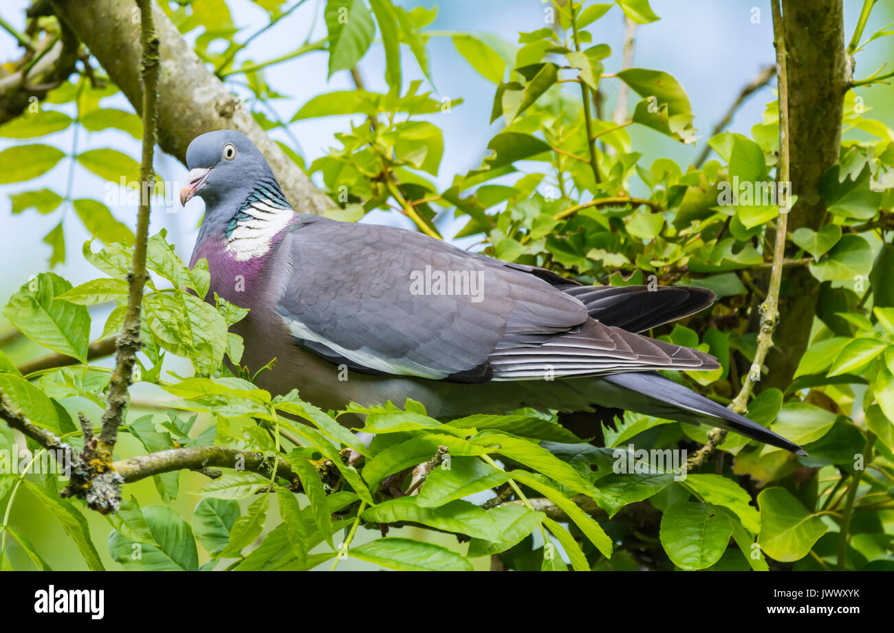 Woodpigeon comune (Columba palumbus) appollaiato in un albero nel Regno Unito. Foto Stock