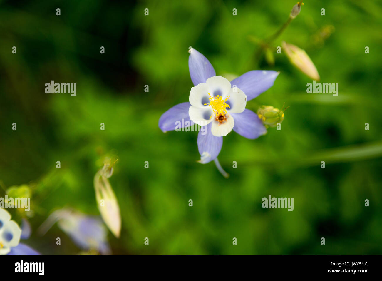 Un columbine oscurata millefiori viola lungo il granito Canyon Trail nel Teton Mountains. Il Parco Nazionale del Grand Teton, Wyoming Foto Stock