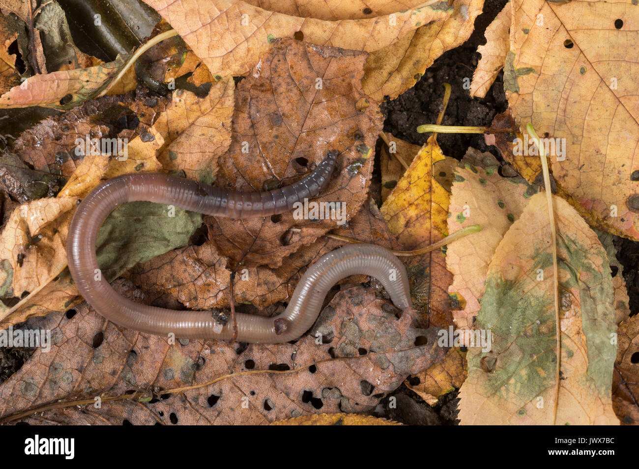 Regenwurm zwischen Laub, Blättern, Falllaub, Fallaub, Regen-Wurm, Tauwurm, Wurm, lombrico terrestris, comune lombrico, terra di worm, lombrico, lob wo Foto Stock