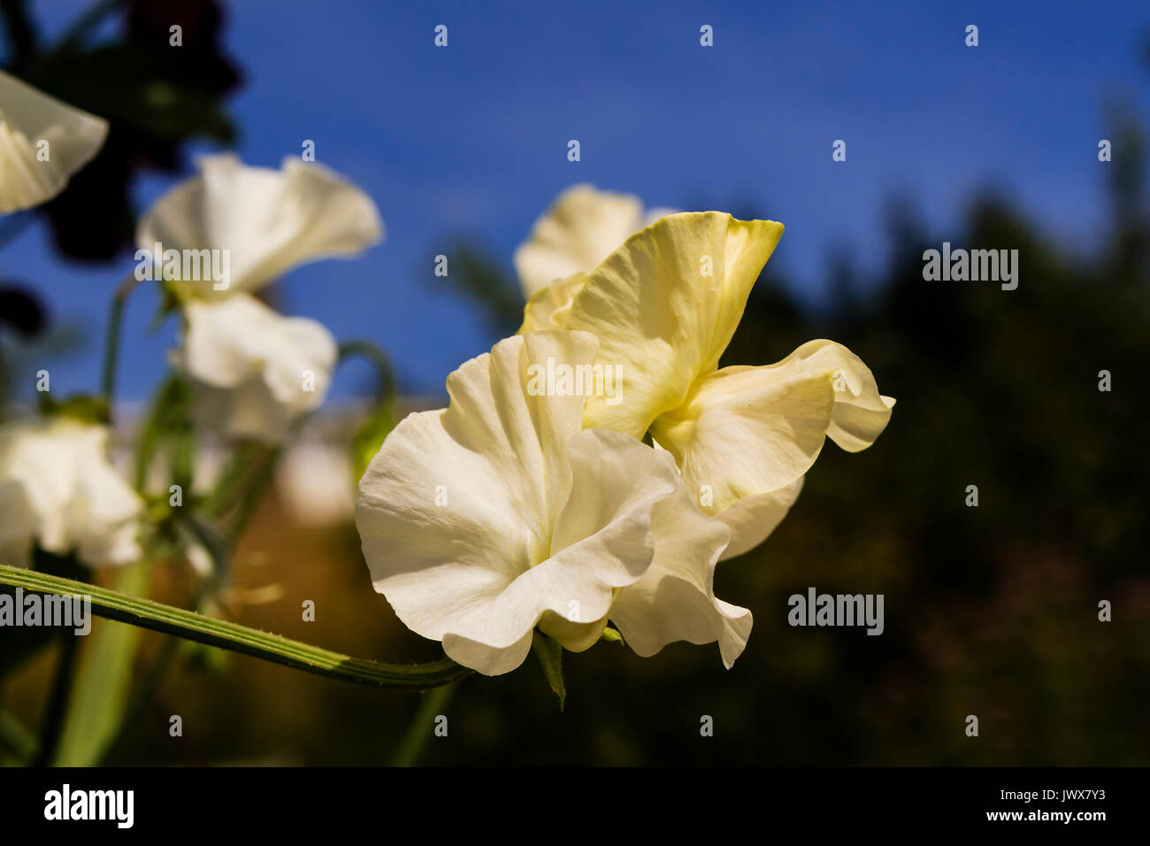 Bianco piselli dolci (Lathyrus odoratus) fiori in un giardino. Foto Stock