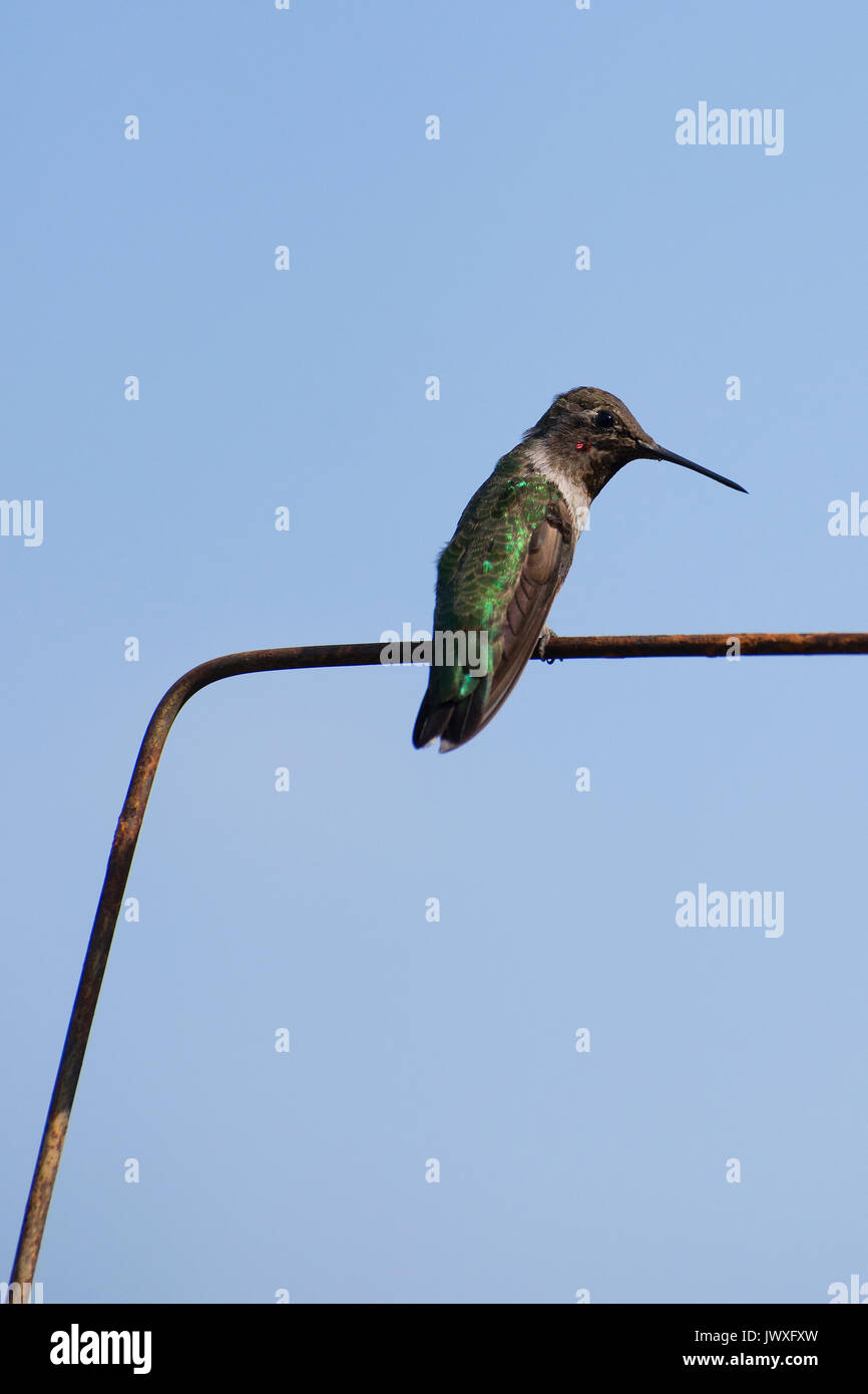 Appollaiato Hummingbird Foto Stock