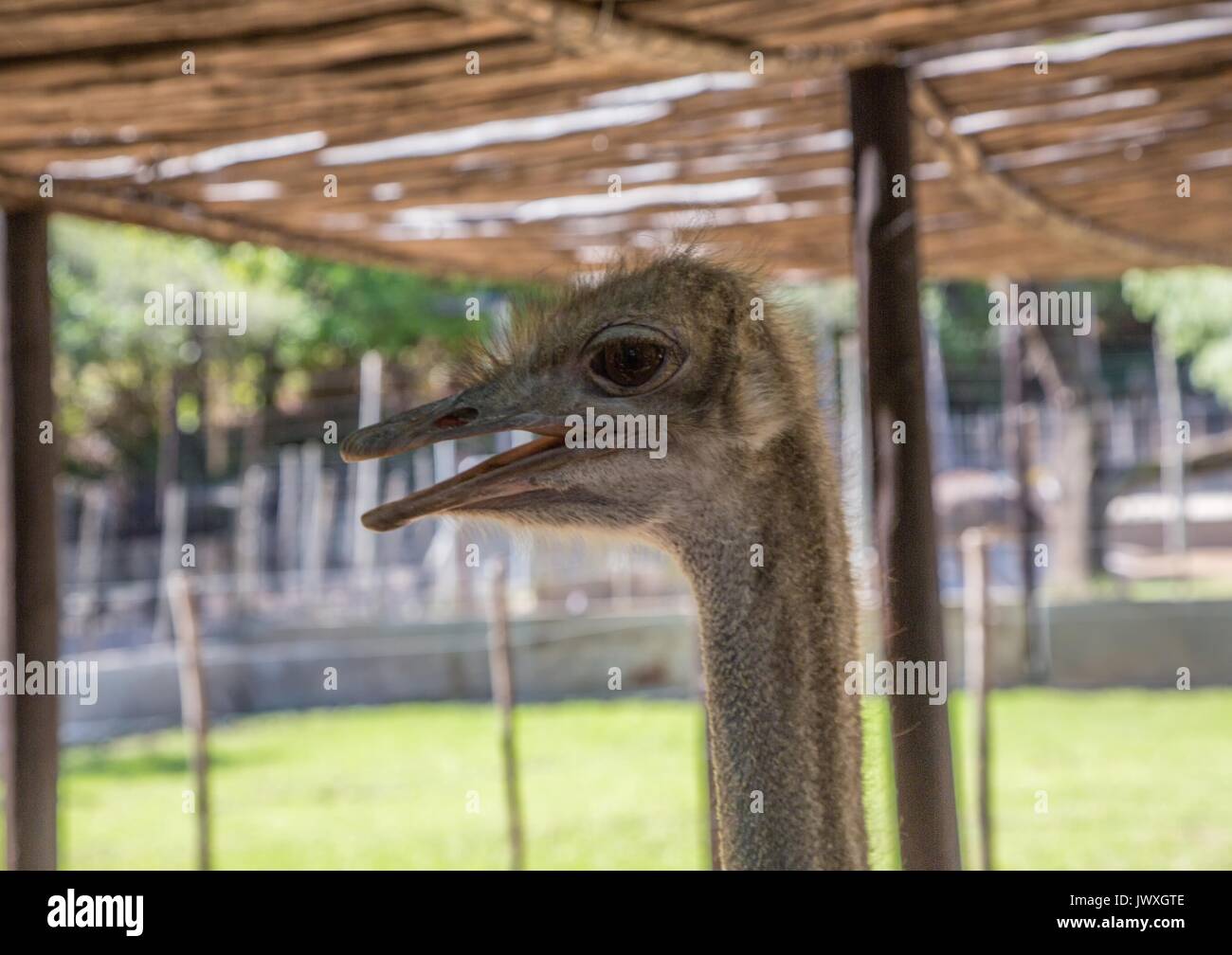 Struzzo in una fattoria vicino alla città di Oudtshoorn in Sud Africa Foto Stock