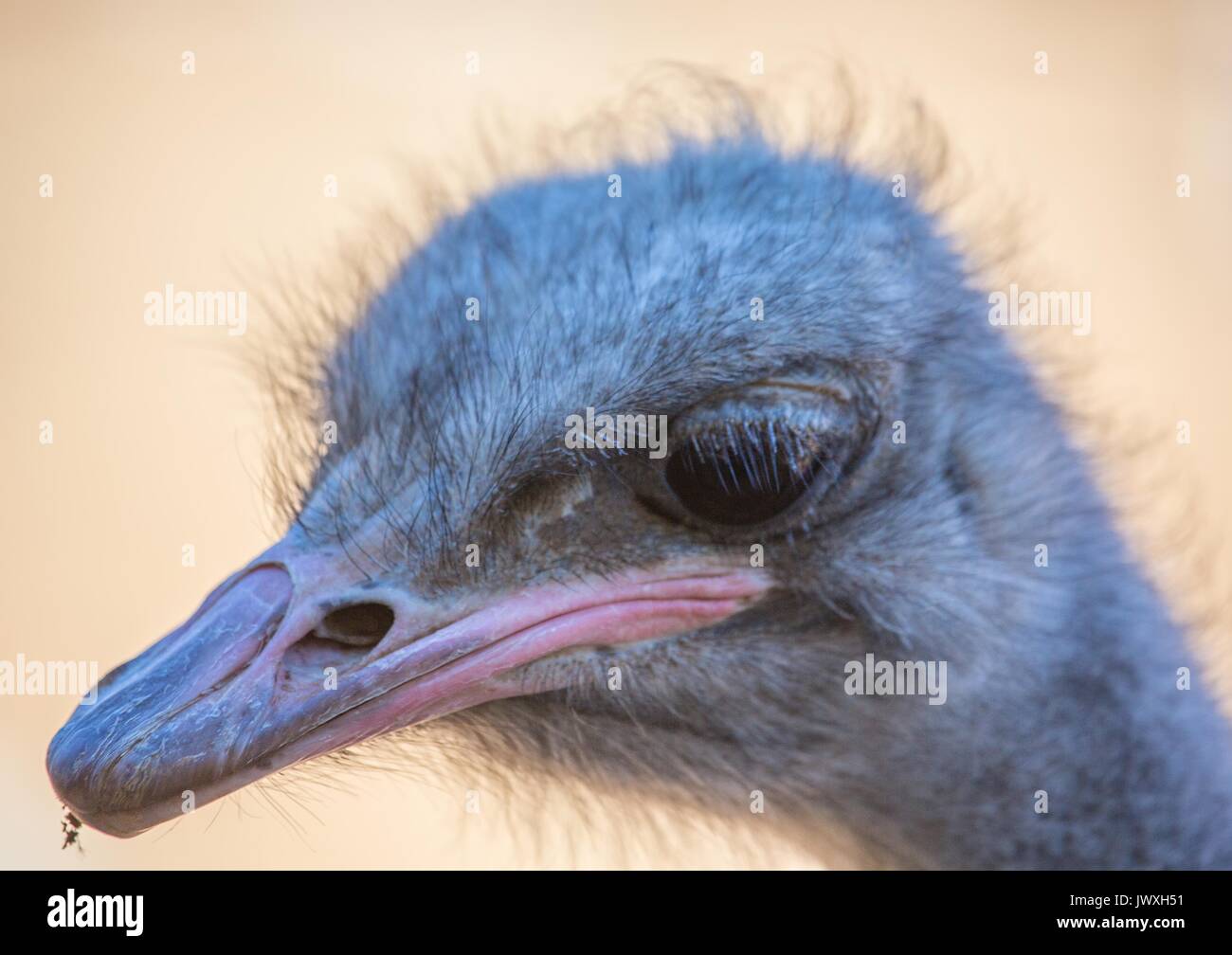 Struzzo in una fattoria vicino alla città di Oudtshoorn in Sud Africa Foto Stock